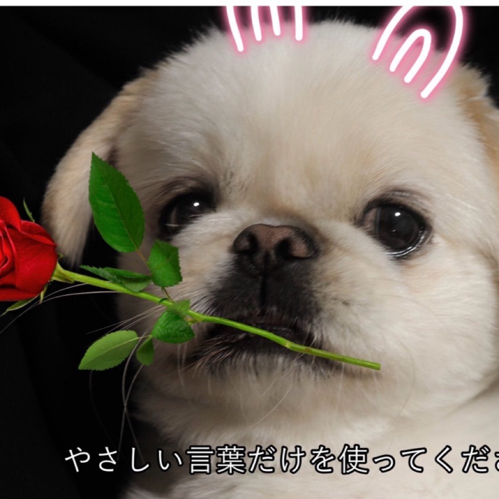 虚言