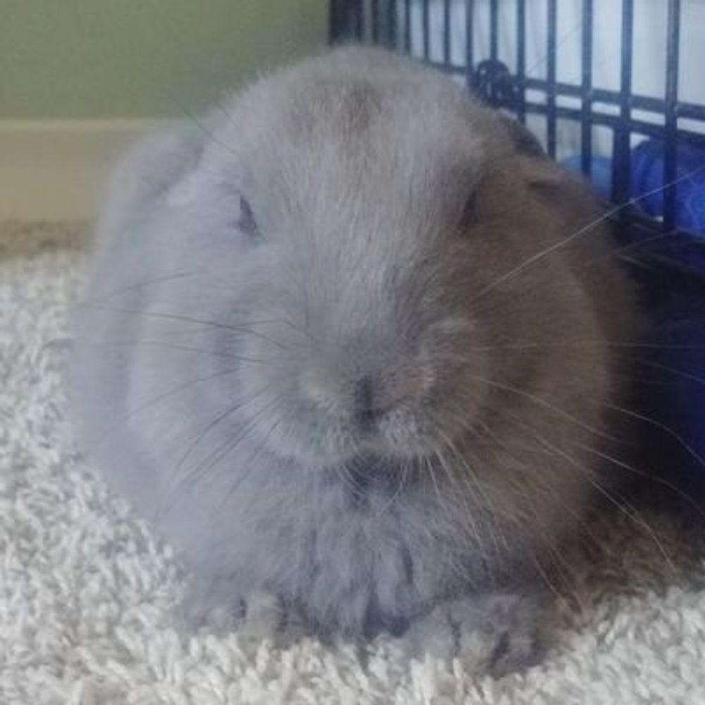 Lint