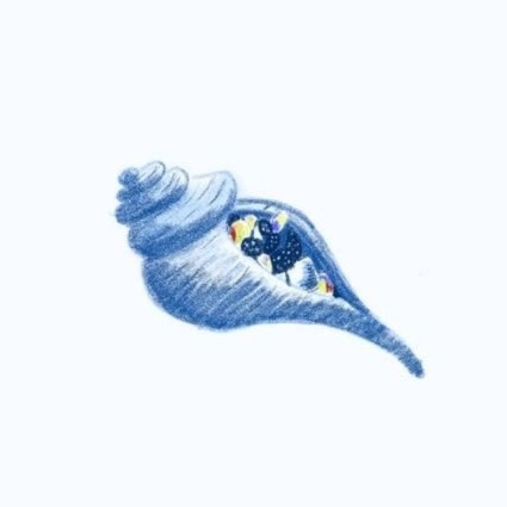 소라 