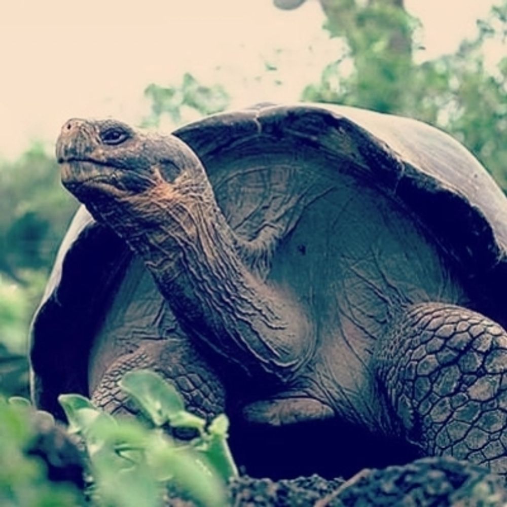ゾウガメ