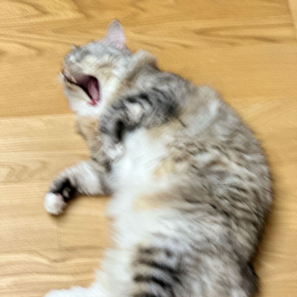 채사/챗
