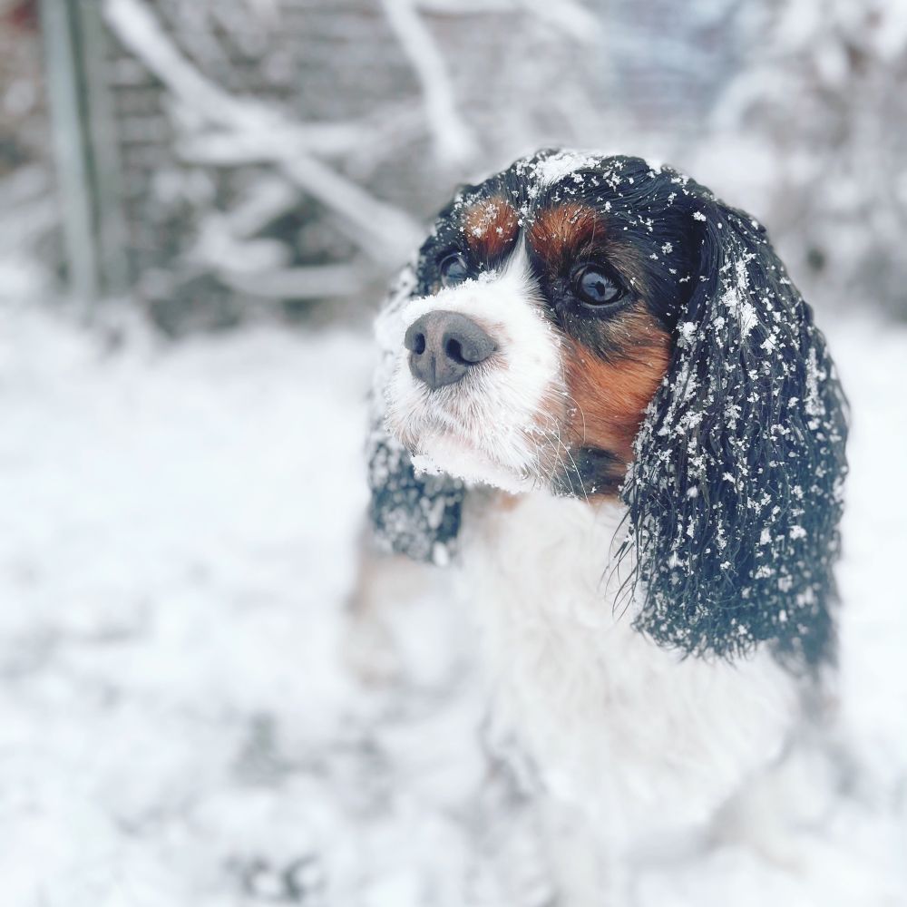 Cate Mac an Fhailghigh ☘️