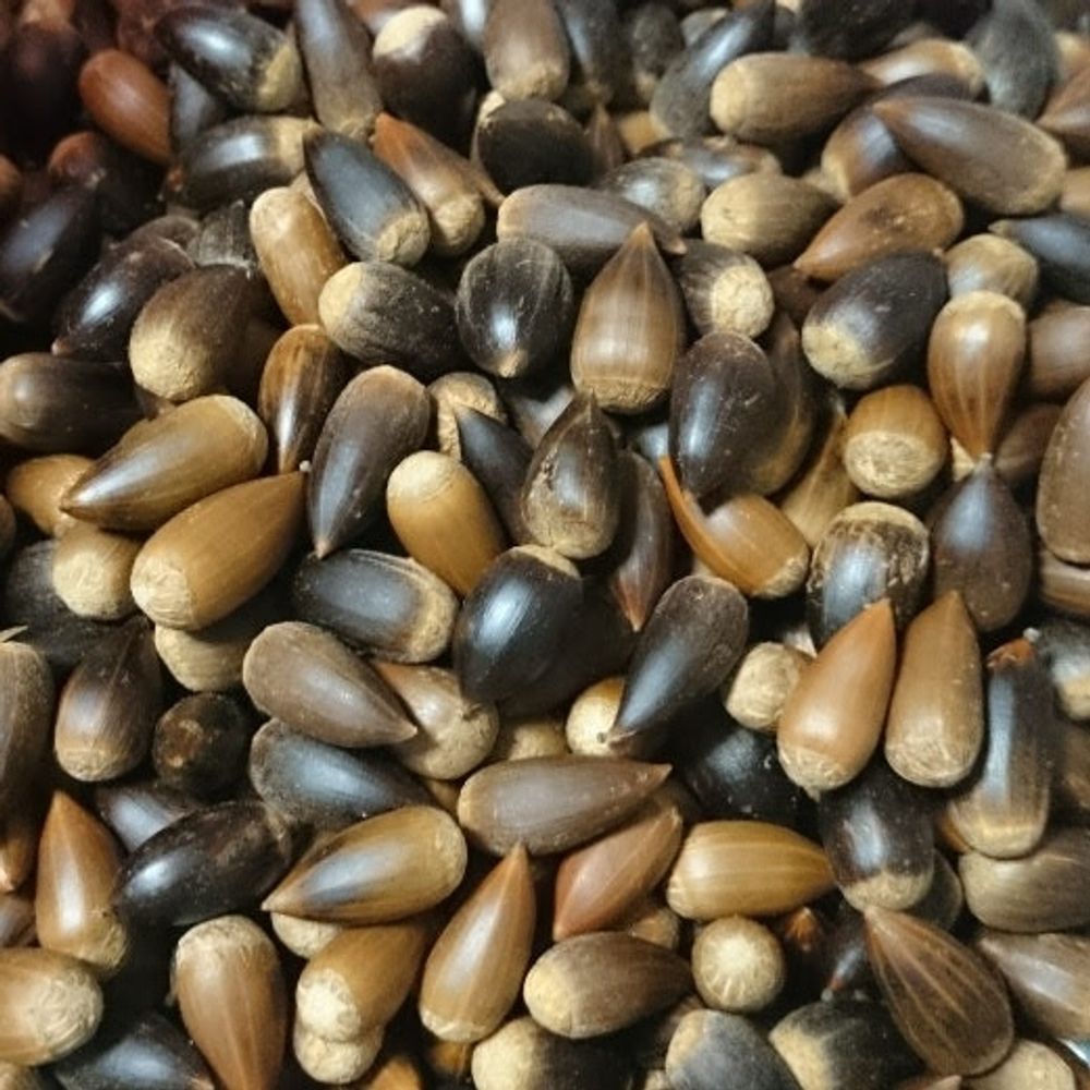 kotas