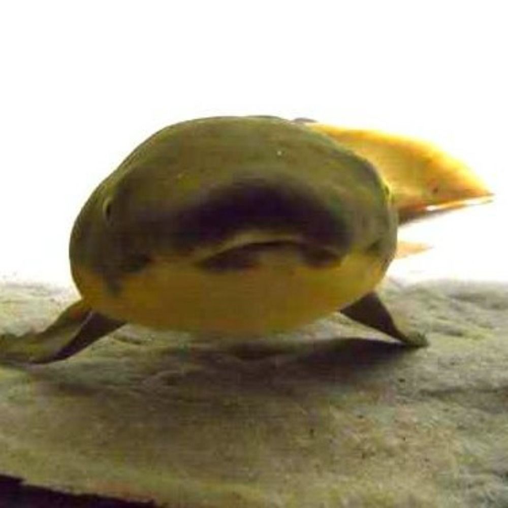 やすか