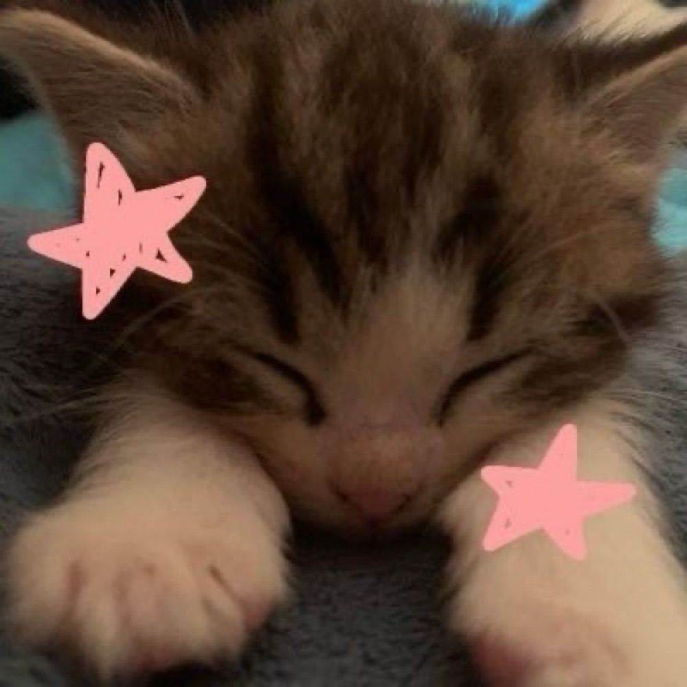 kitty