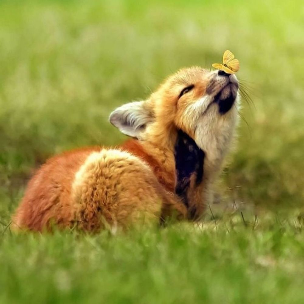 Fantom Fox