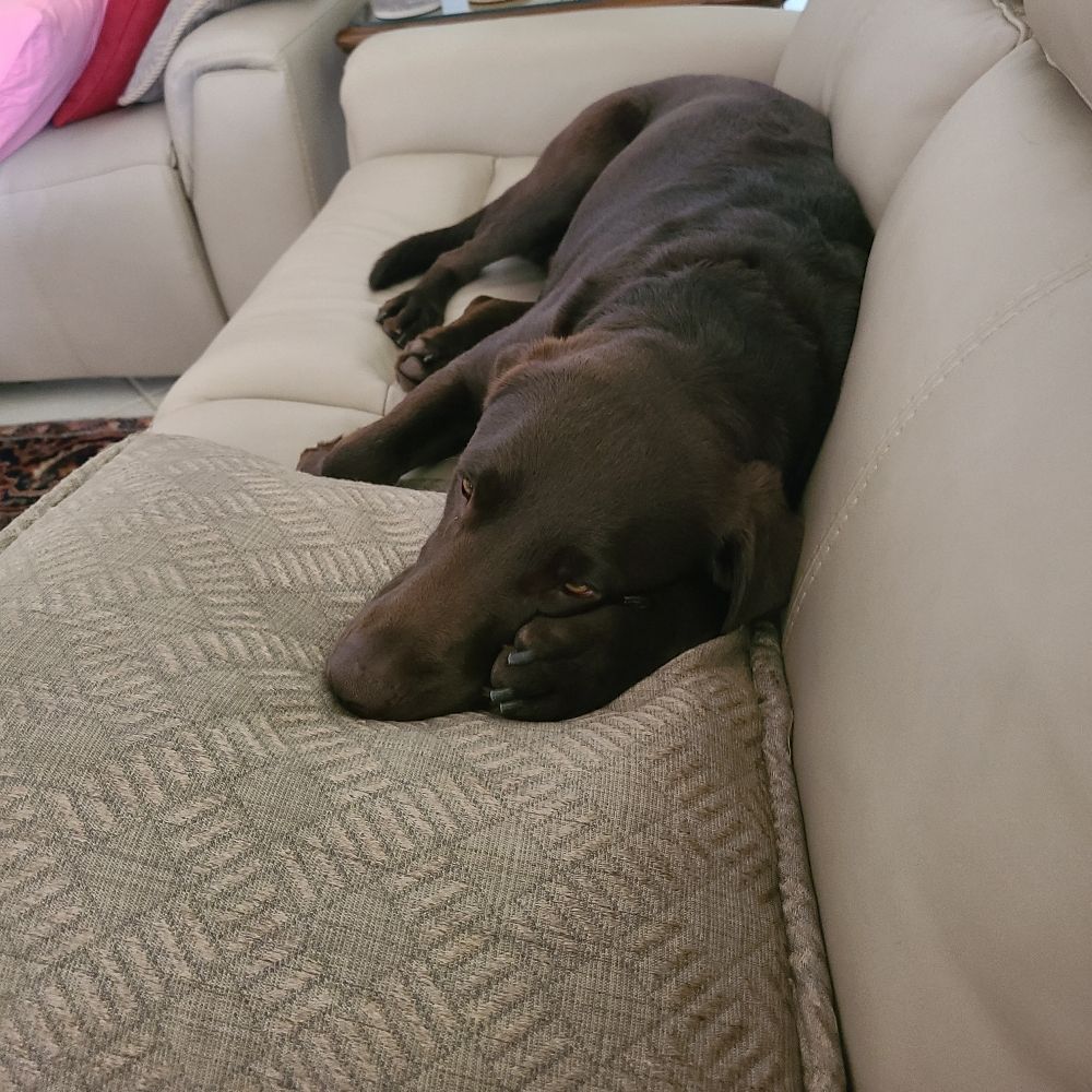 Abie the Labbie