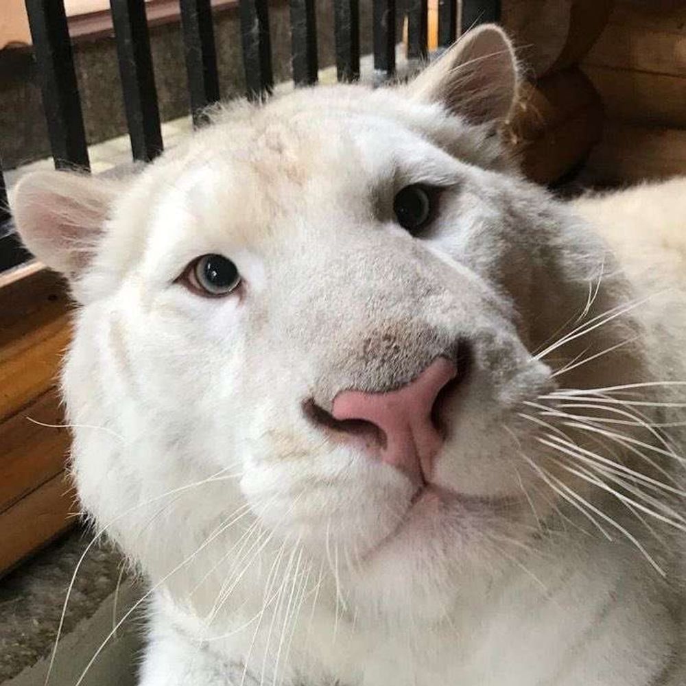 White Lieger