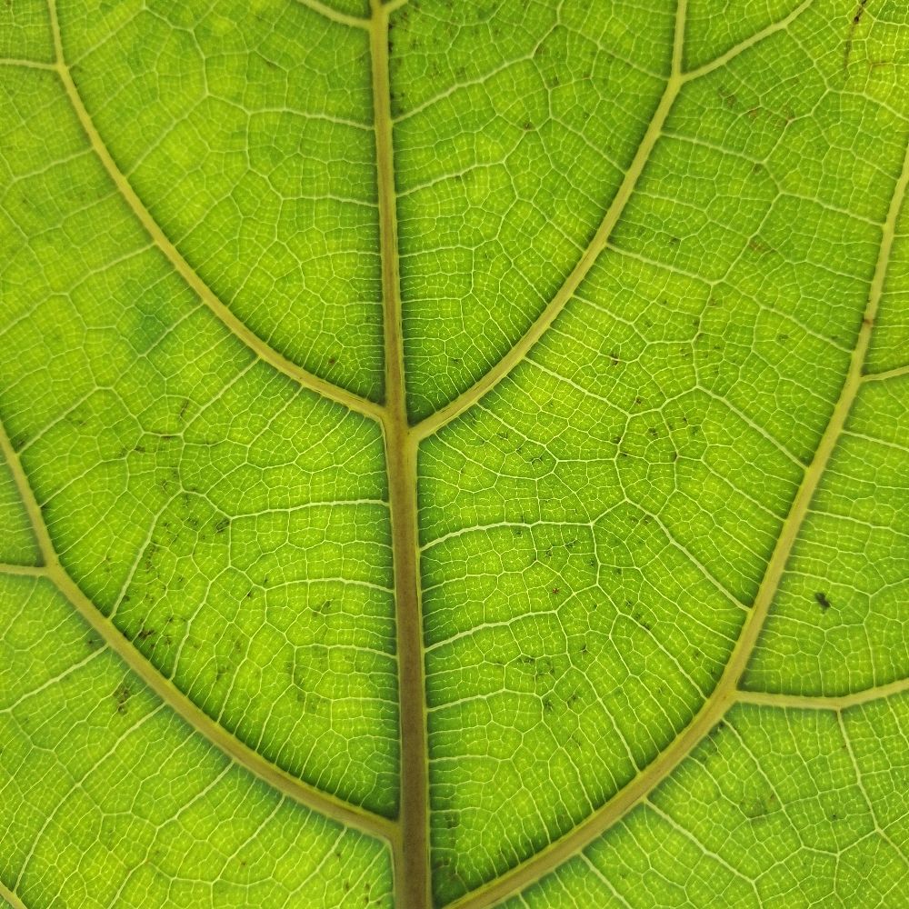 Chálace