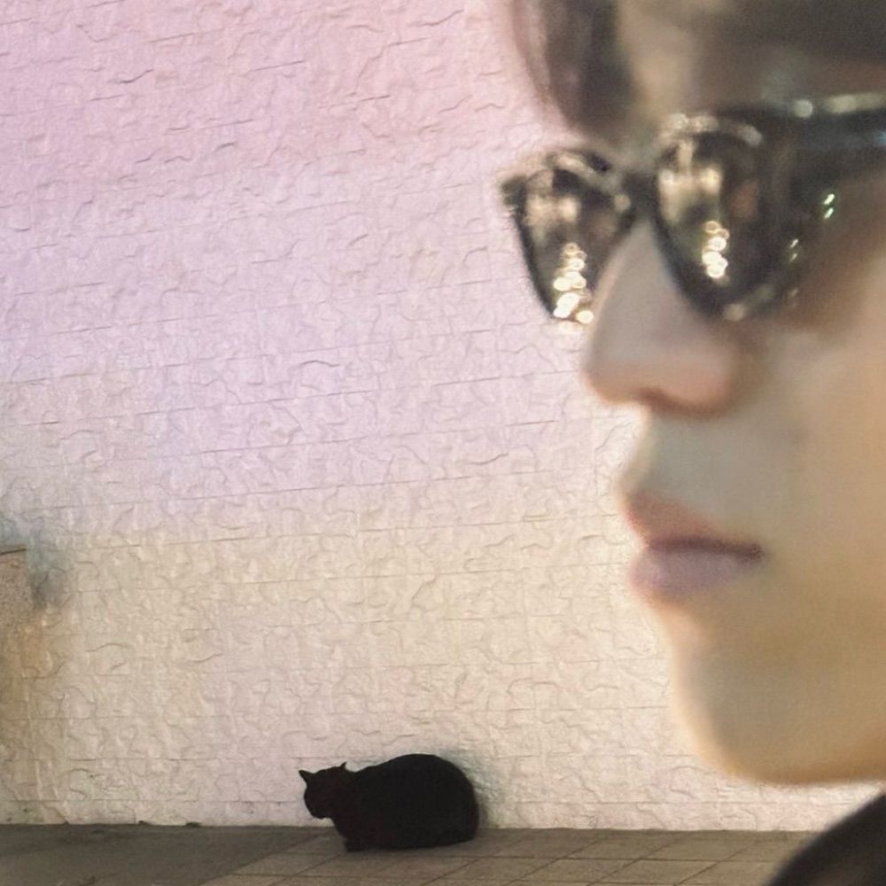 🐈🤍