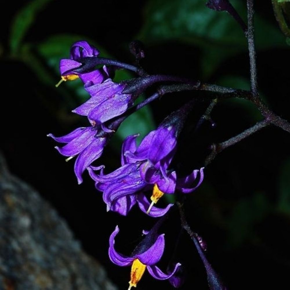 Cryptia