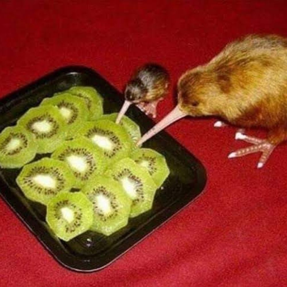 Kiwi not eat kiwi