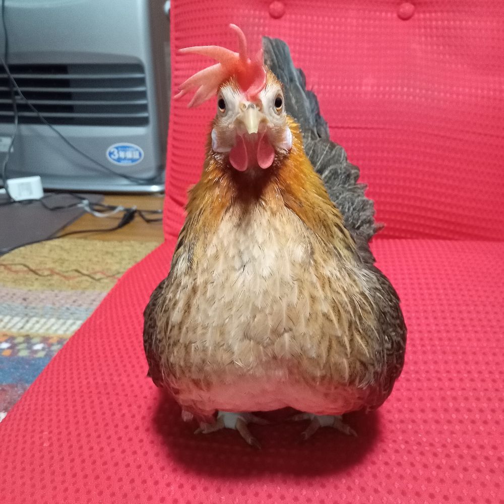 東天紅🐔