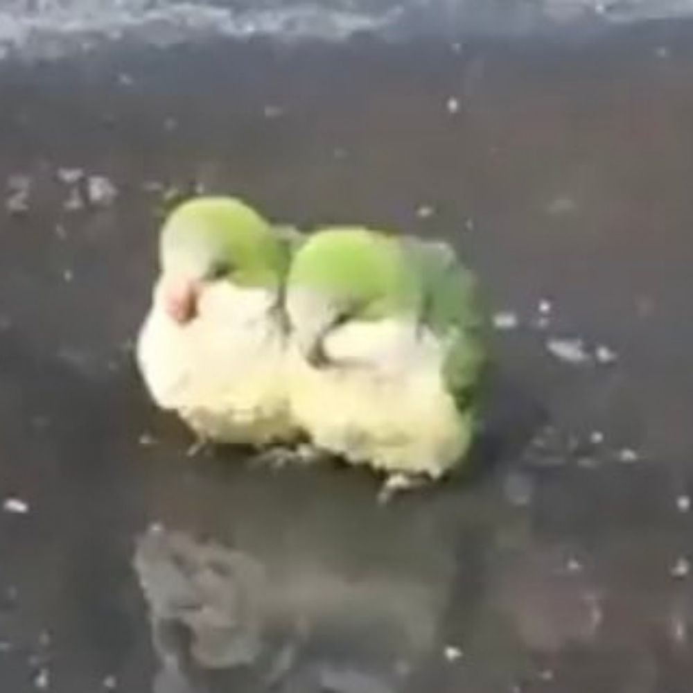 牛耳り