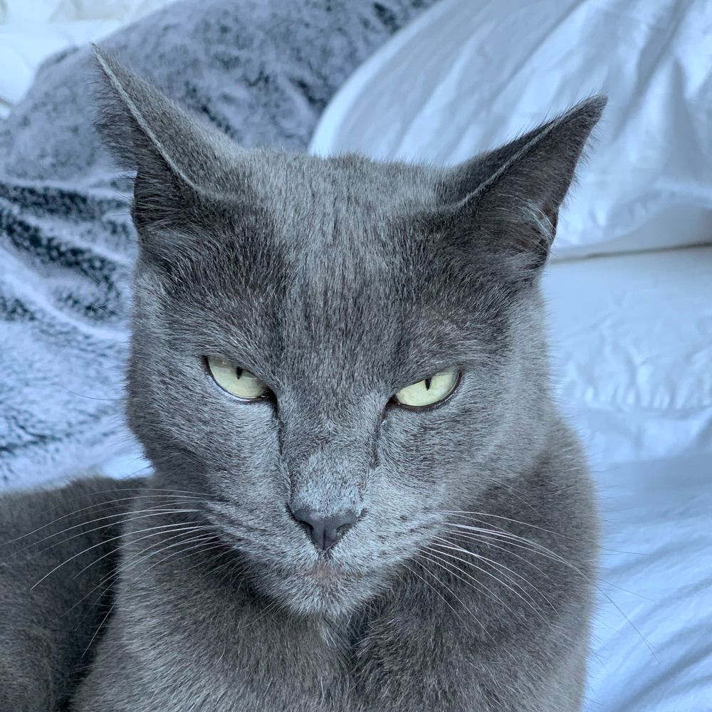 Cranky Cat
