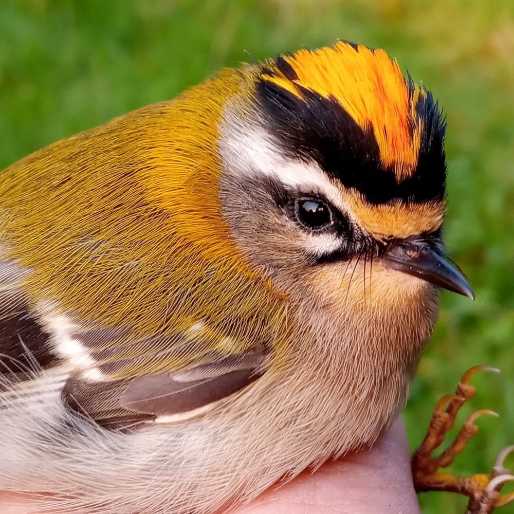 CharmouthBirdObs