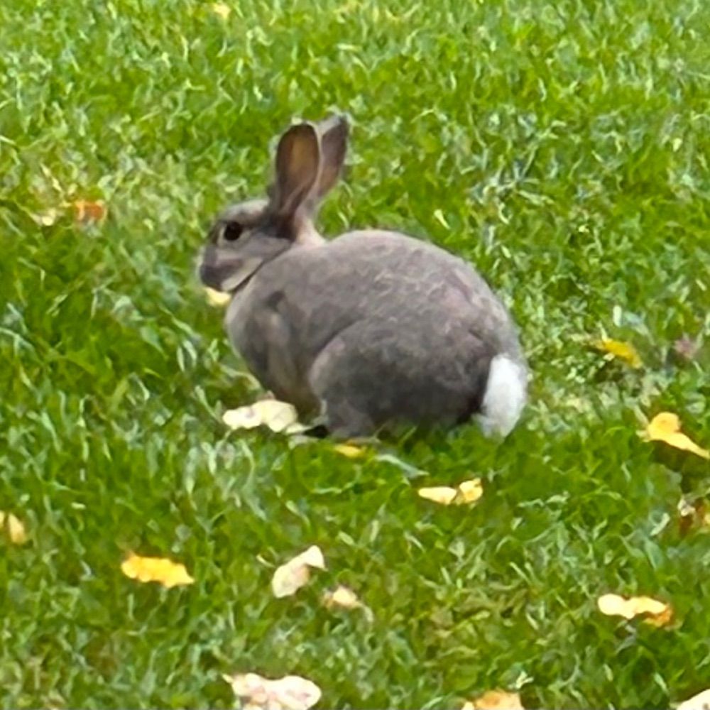 BunBonBoom