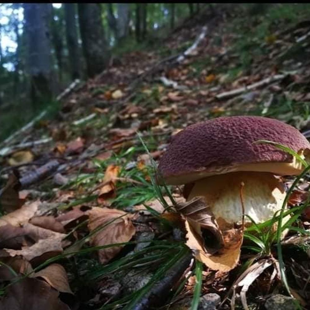 NOOR FATIMA          ( Shroom Queen)