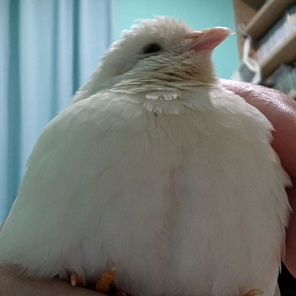 真洋