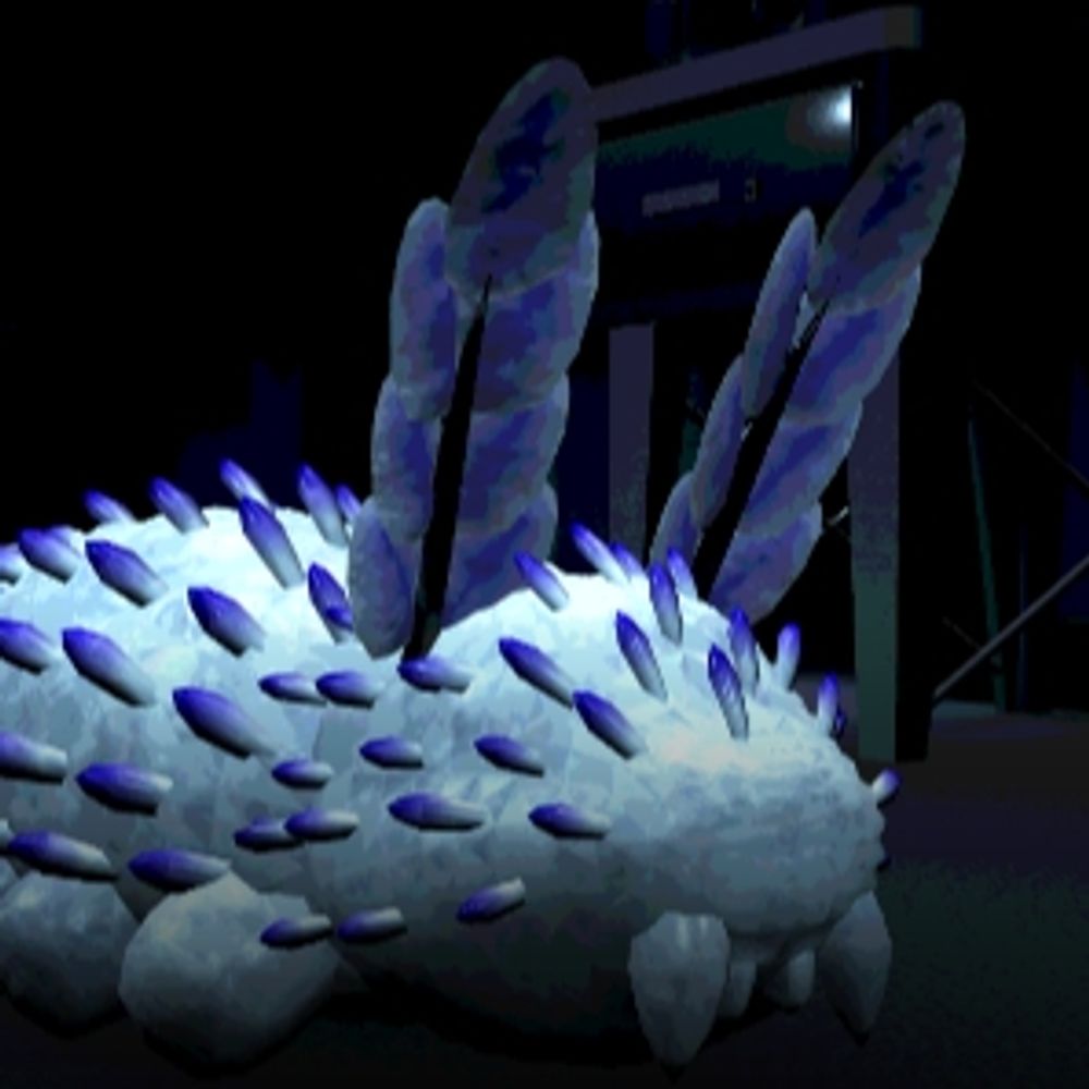 Squid
