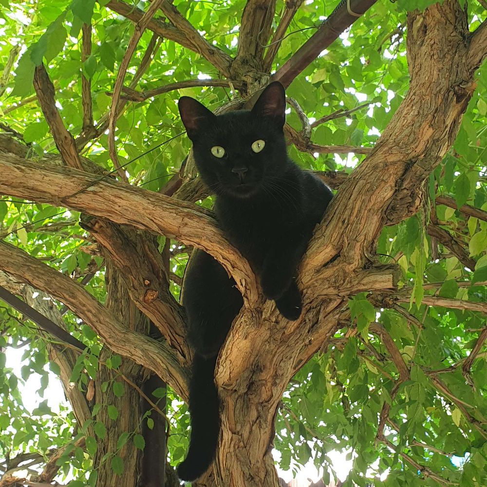 Blacky22