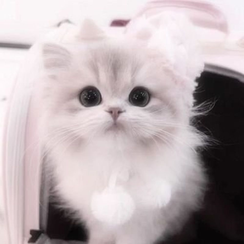 ねこ