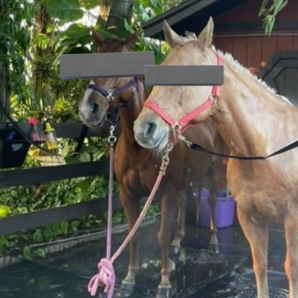 Impressive Bred Horse Gay