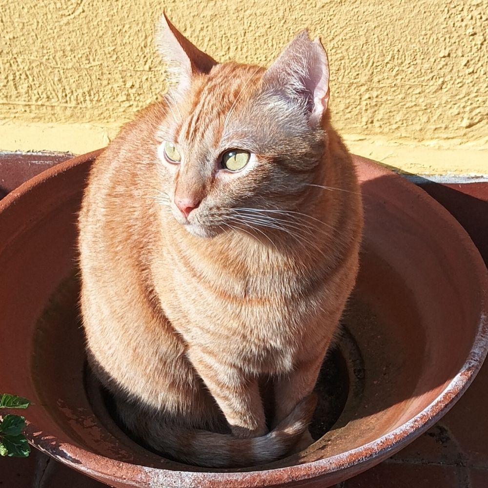 Mr. Depresión