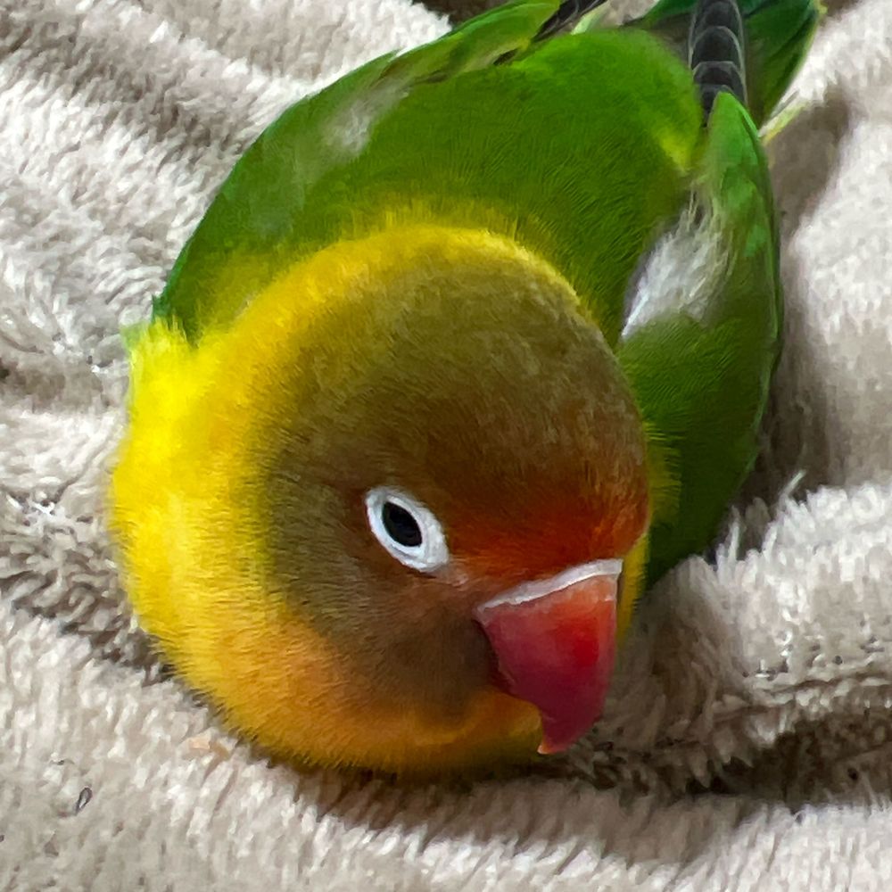 でしゃばりヴァン