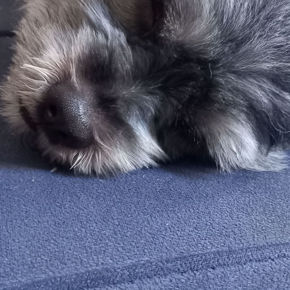 Maurício 