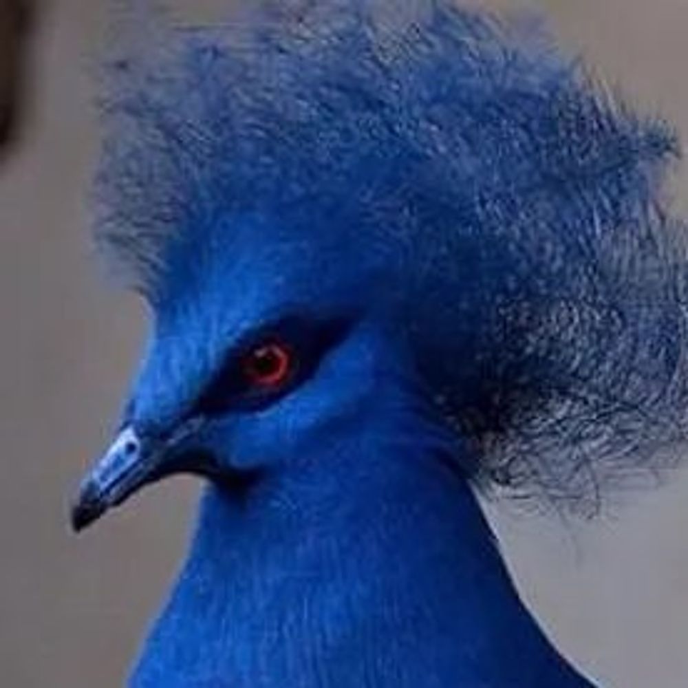 DarkBluebird