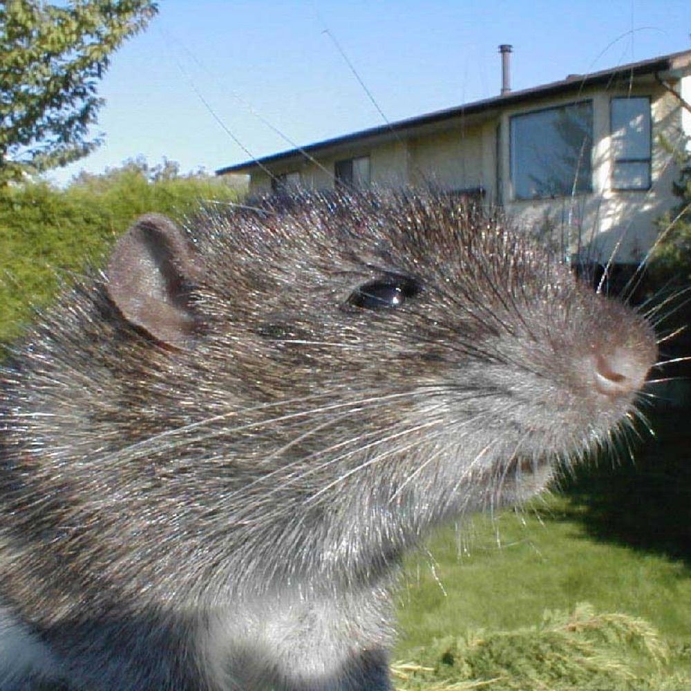Actual Rat