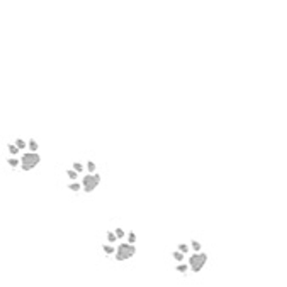 かのこ【❤🐯】