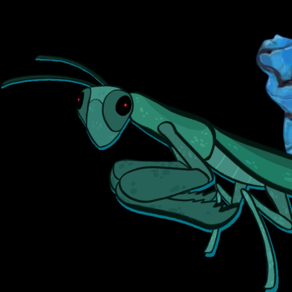 Mantis 