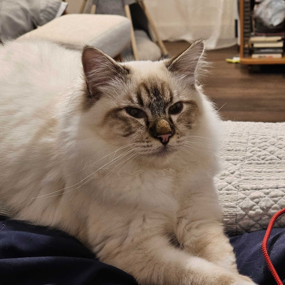 Morgane