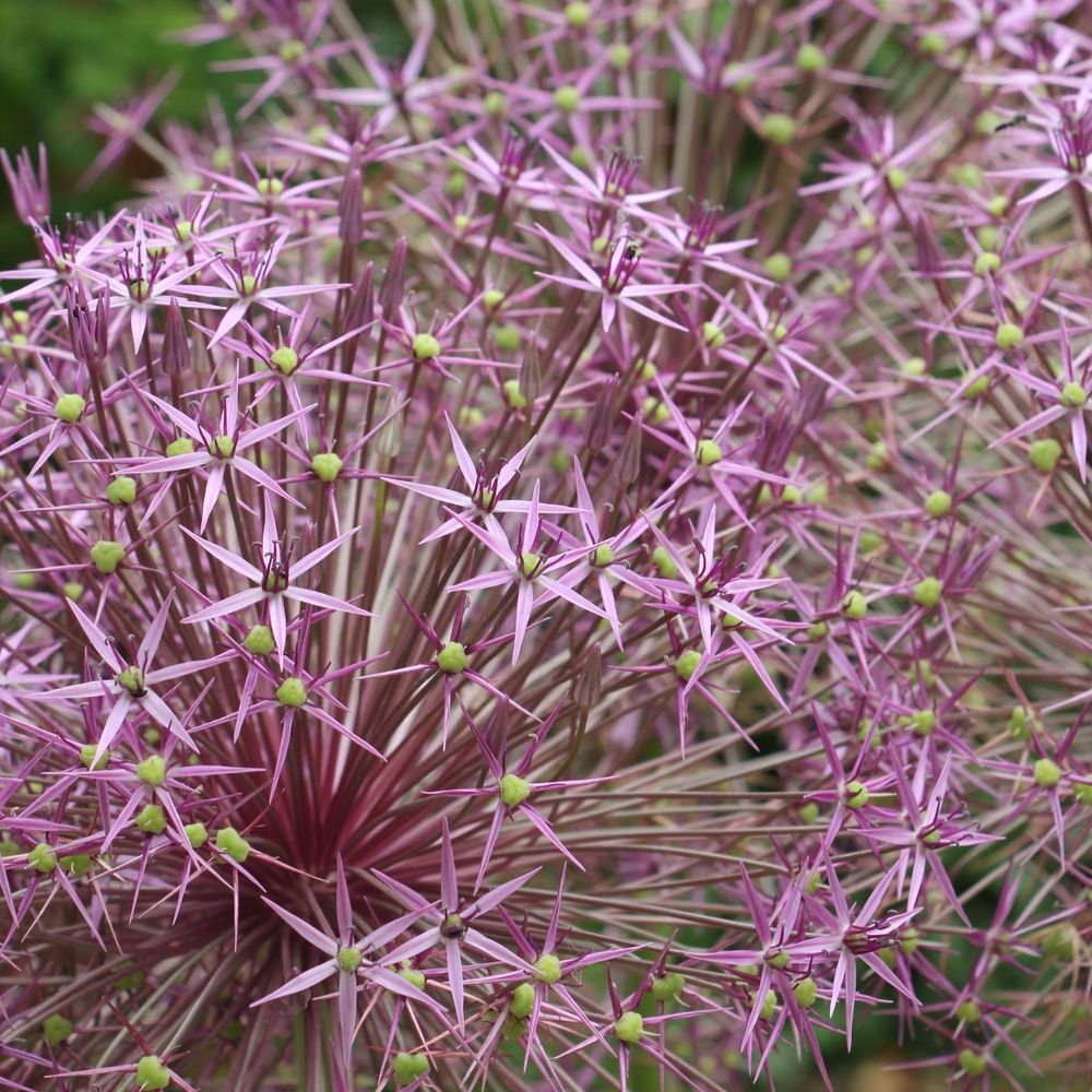 Friends of Thwaite Gardens