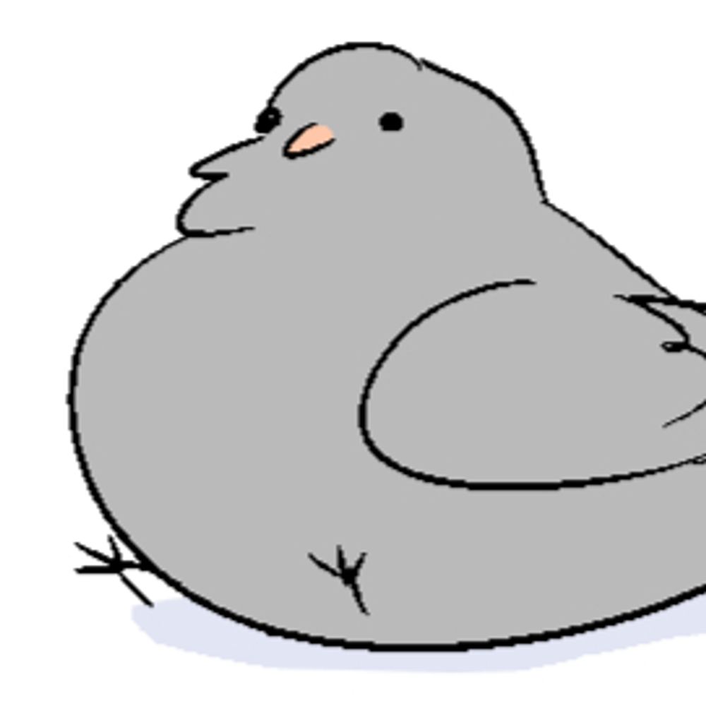 pigeon