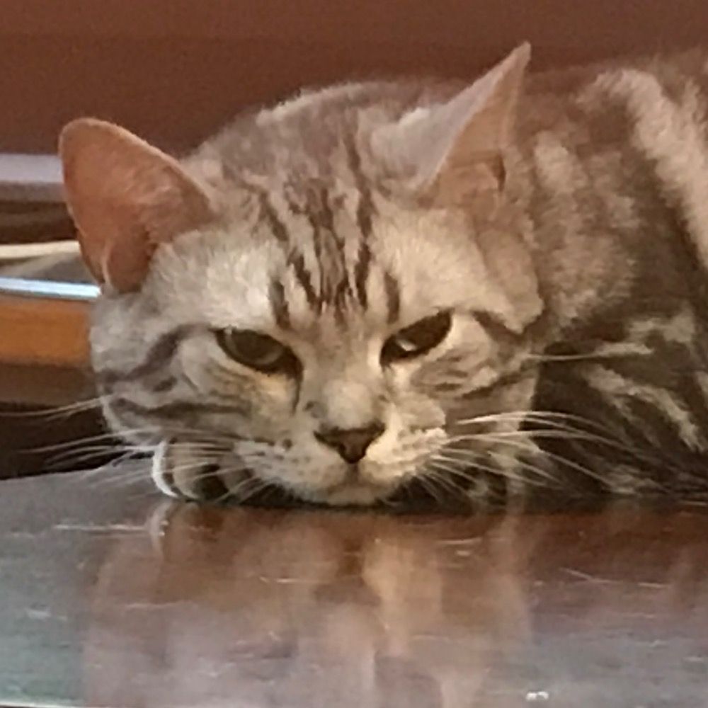 へにょ