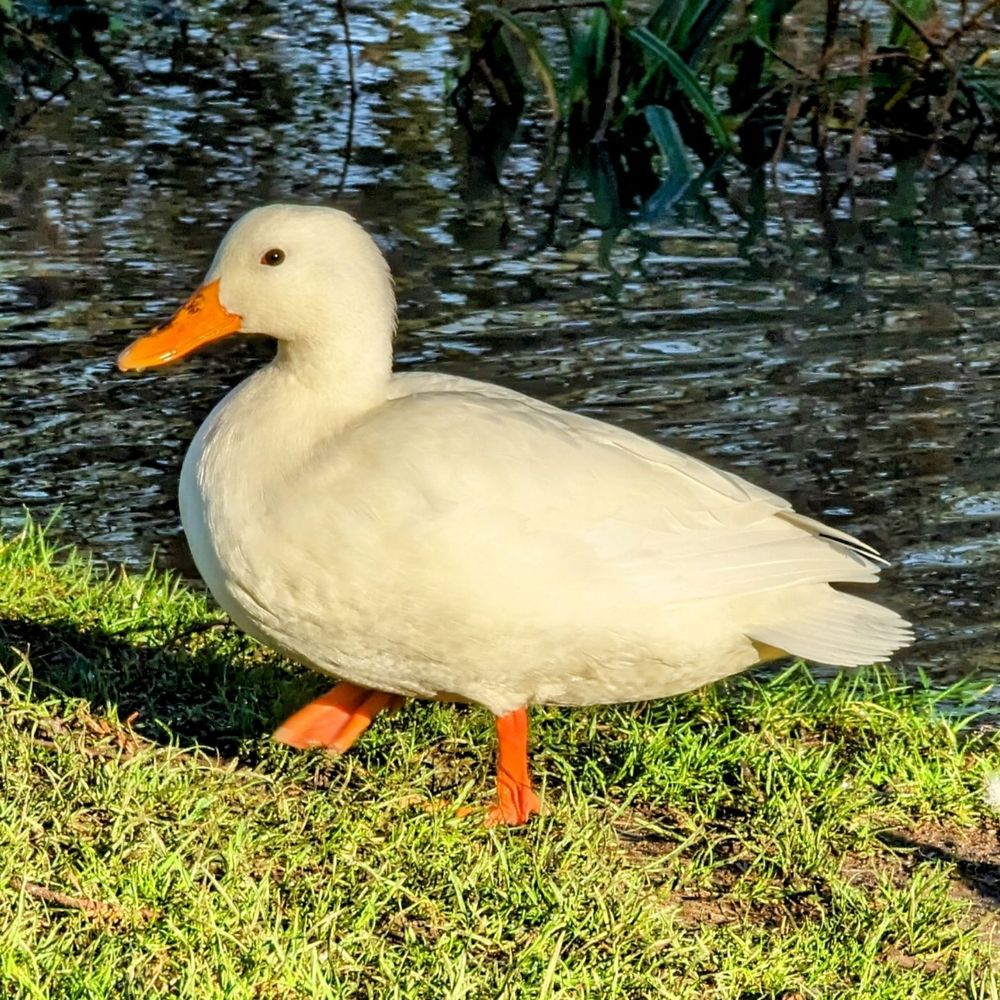 Isaac 🦆
