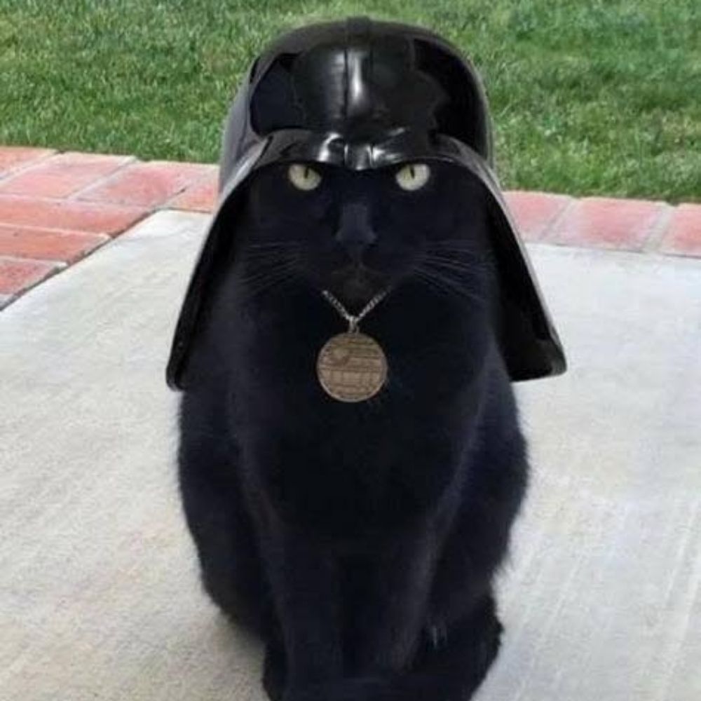 Cat Vader
