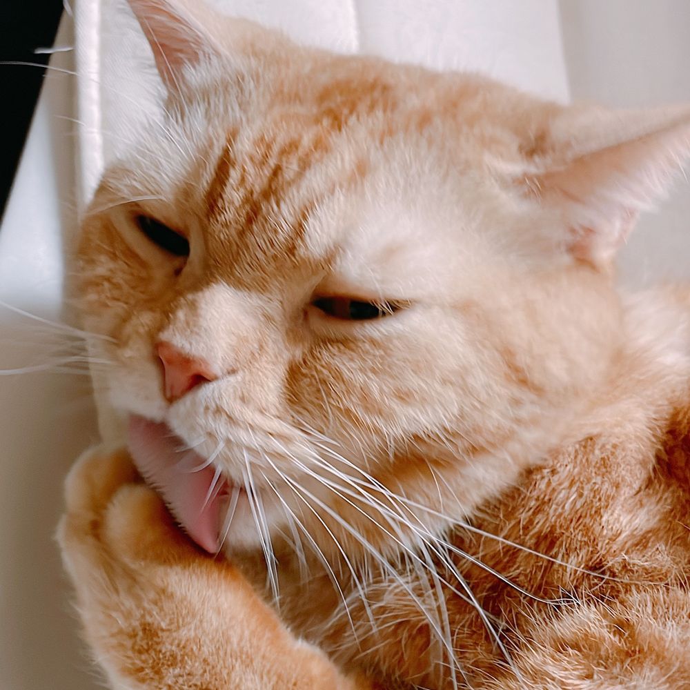 마요누나