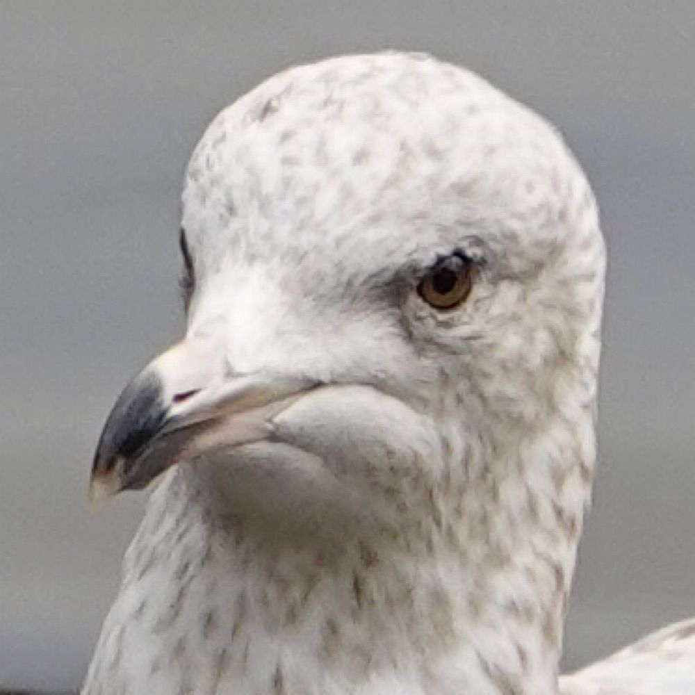 Ponpii