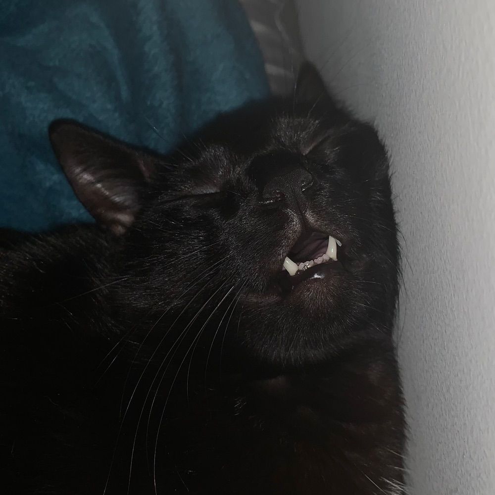 Ju