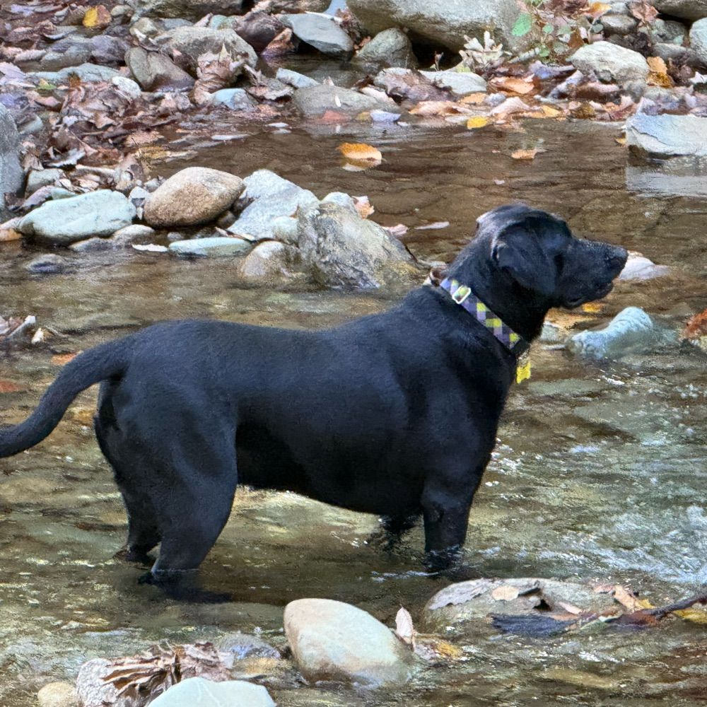 Coach Bonnie