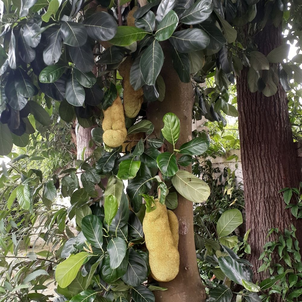ecolálico discreto e fora do meio