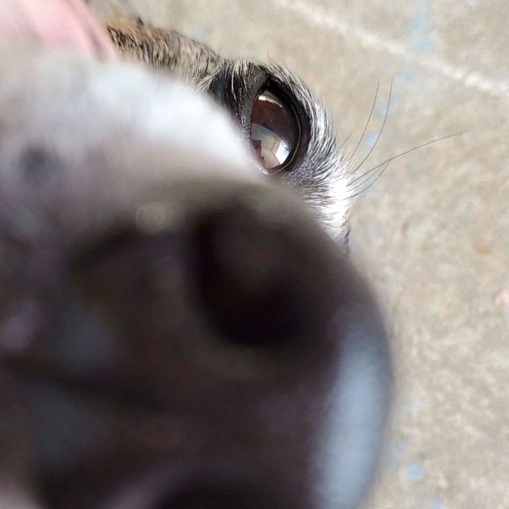 dee