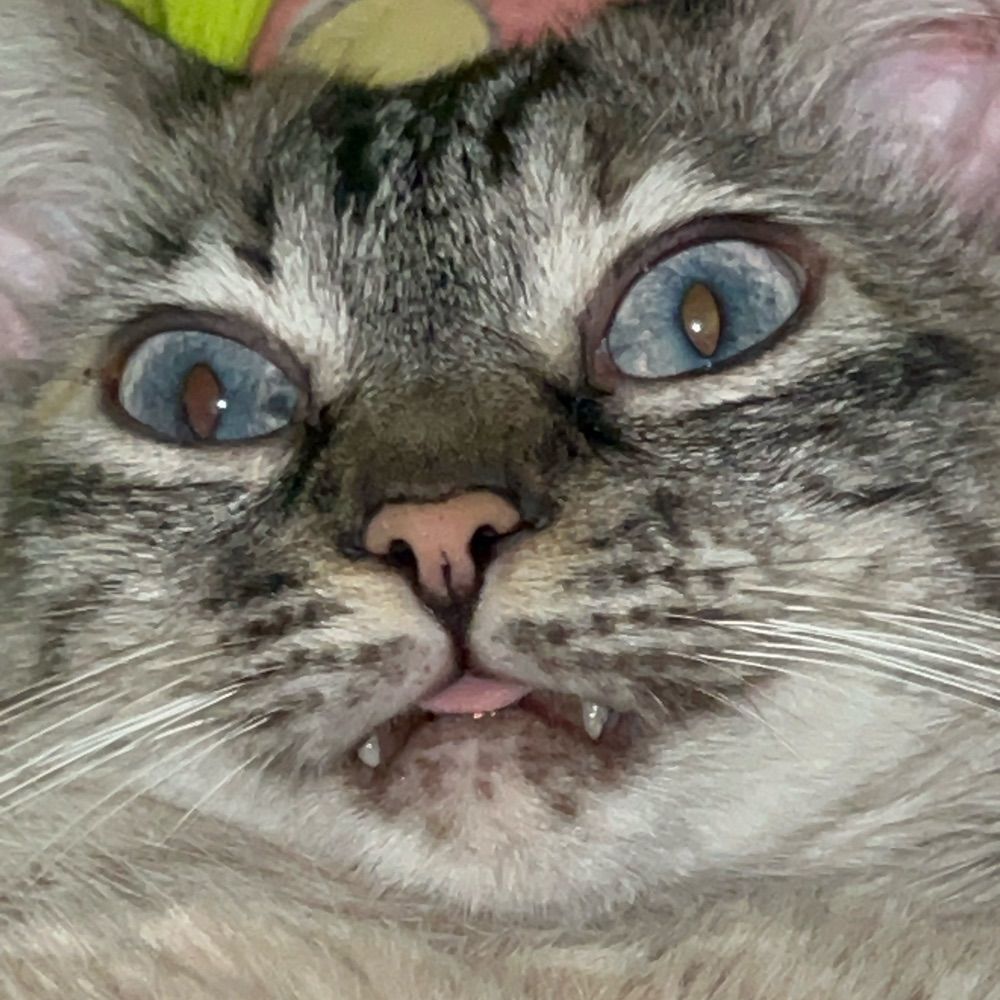 bibi