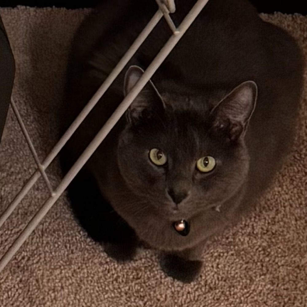 Get what you meow for