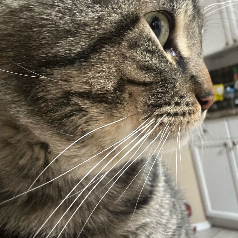 Hilde