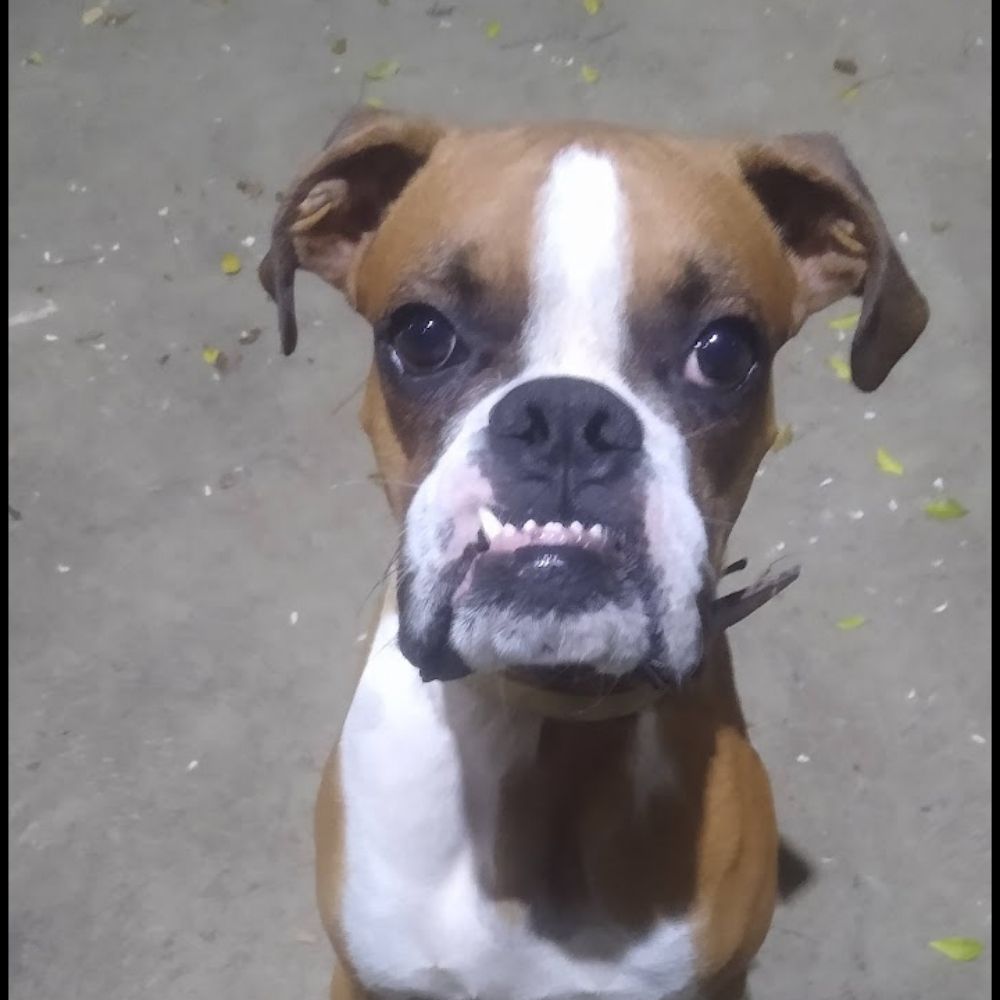 cachorro de degradê 
